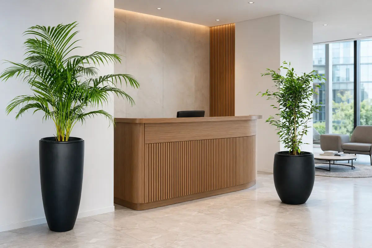 Areca Palm and Benjamina in a modern office reception