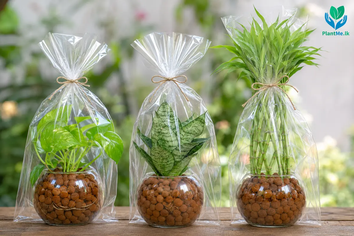 PlantMe plants secured for careful delivery