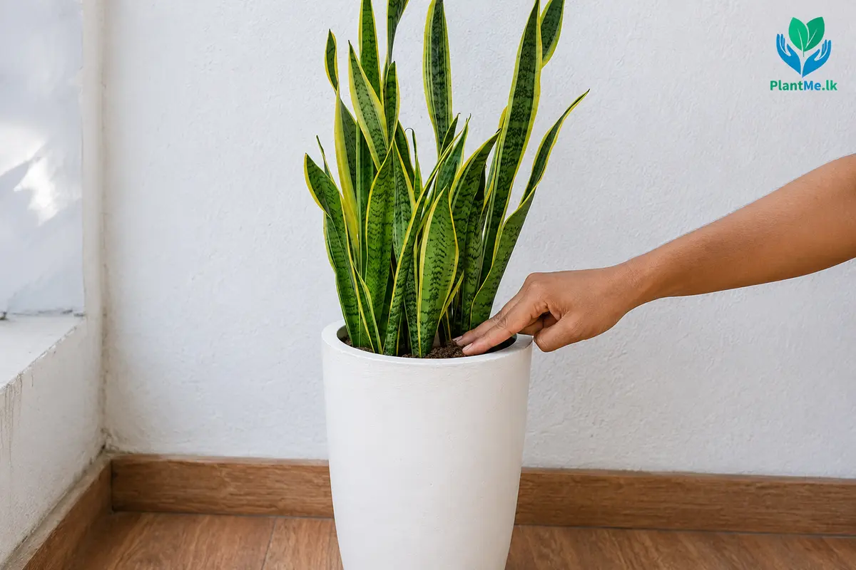 Checking Snake Plant potting mix before watering