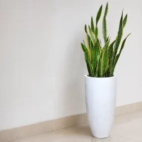 Snake Plant Care in Sri Lanka: Light, Water and Problems