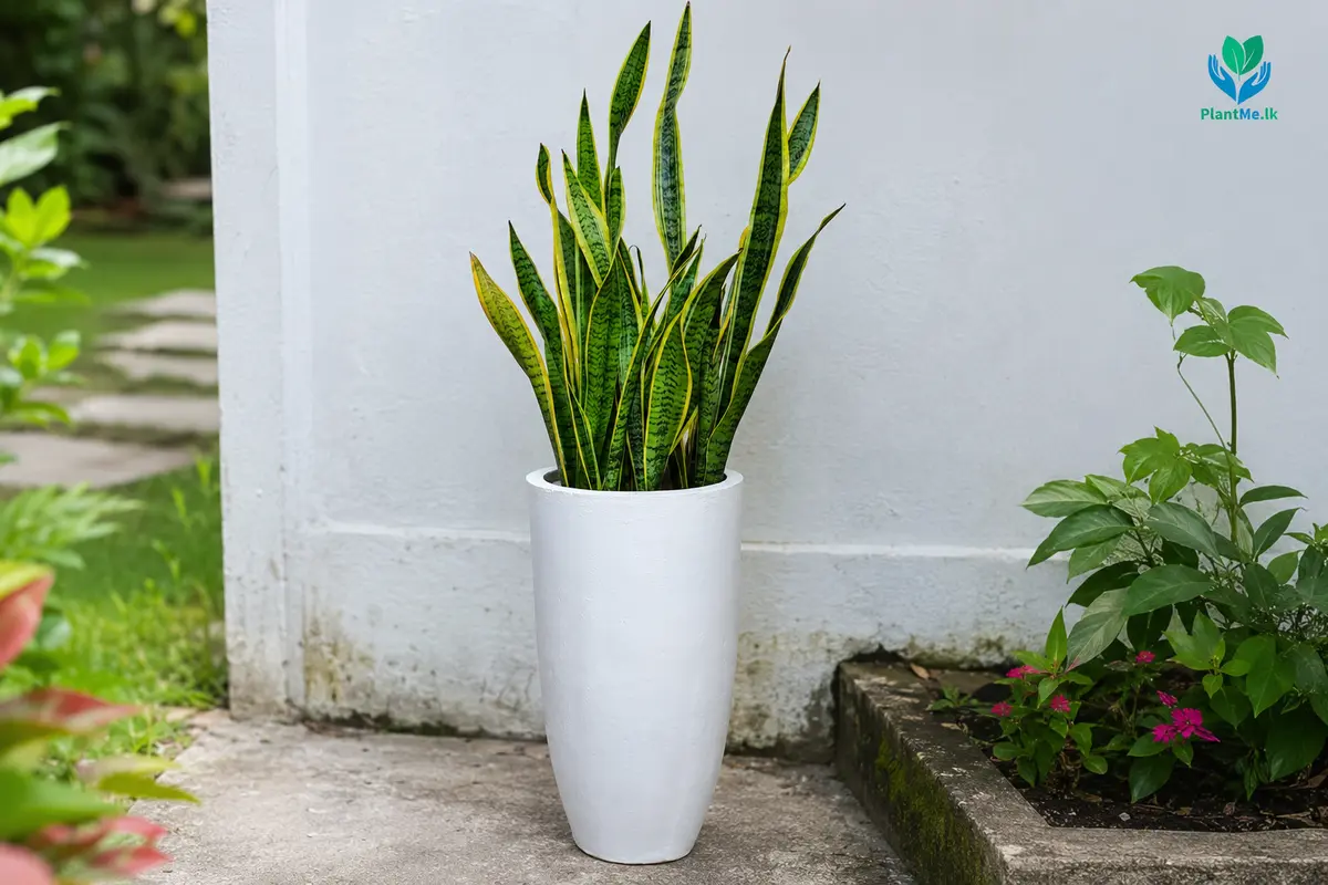 Snake Plant leaf showing early yellowing and a brown tip
