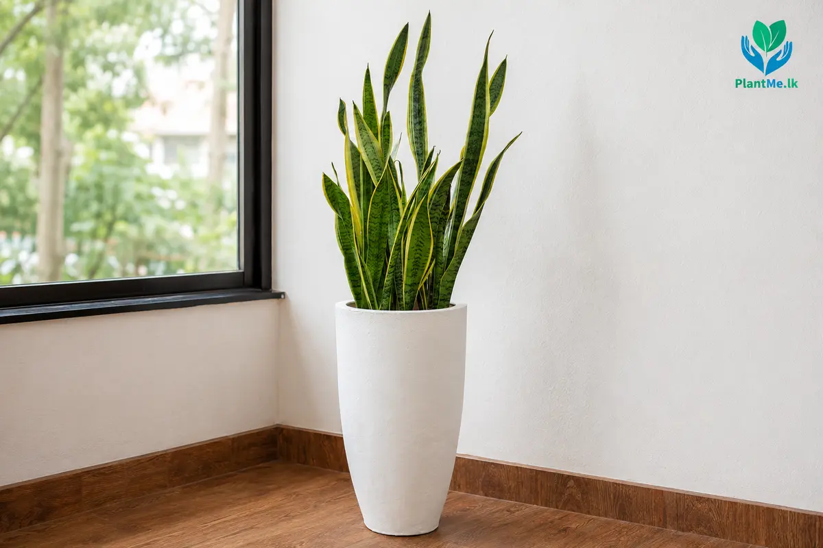 Snake Plant positioned in bright indirect window light