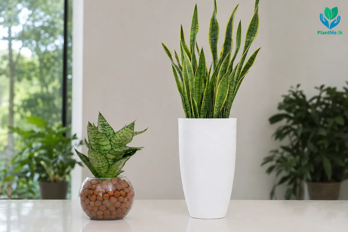PlantMe Snake Plants in different approved pot styles