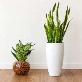 Snake Plant Prices in Sri Lanka: Buying Guide