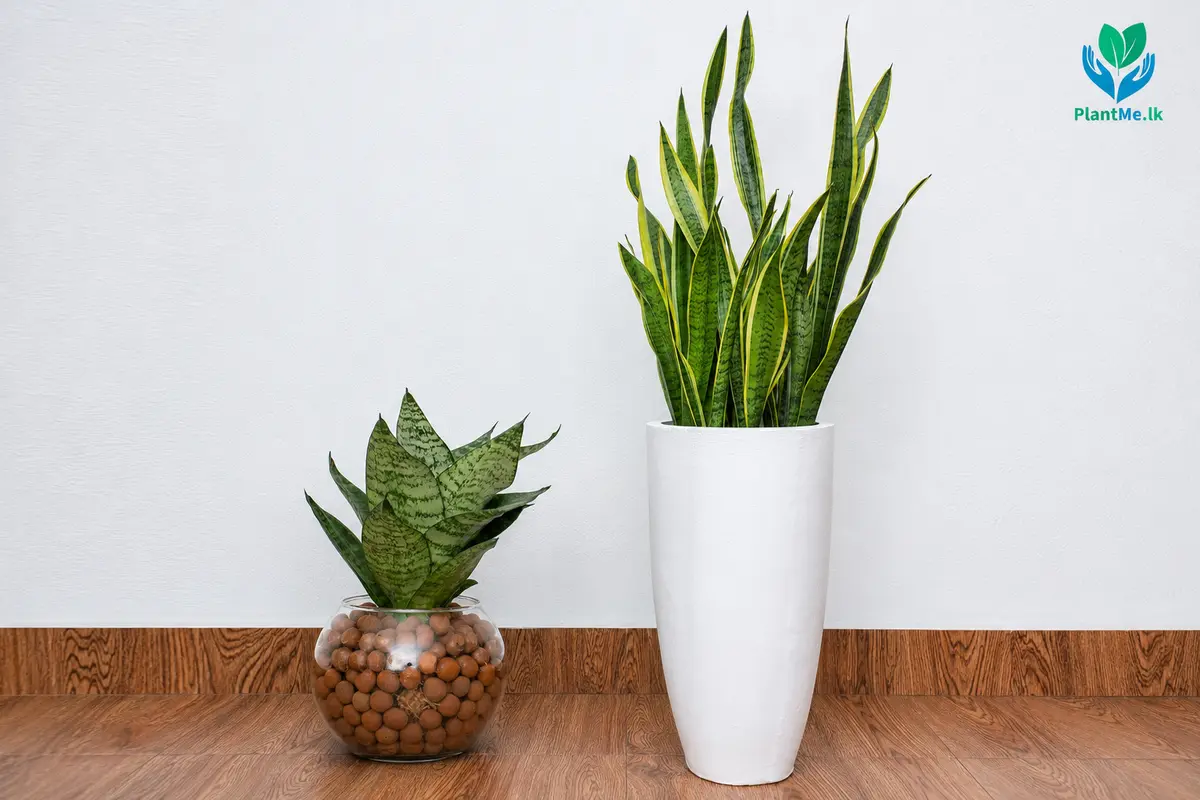 Small medium and large Snake Plants compared at the same scale