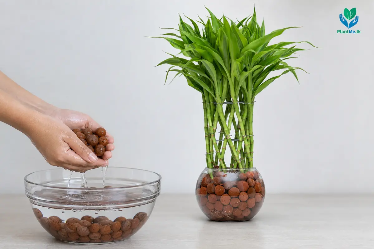 LECA balls being rinsed for a Lucky Bamboo container
