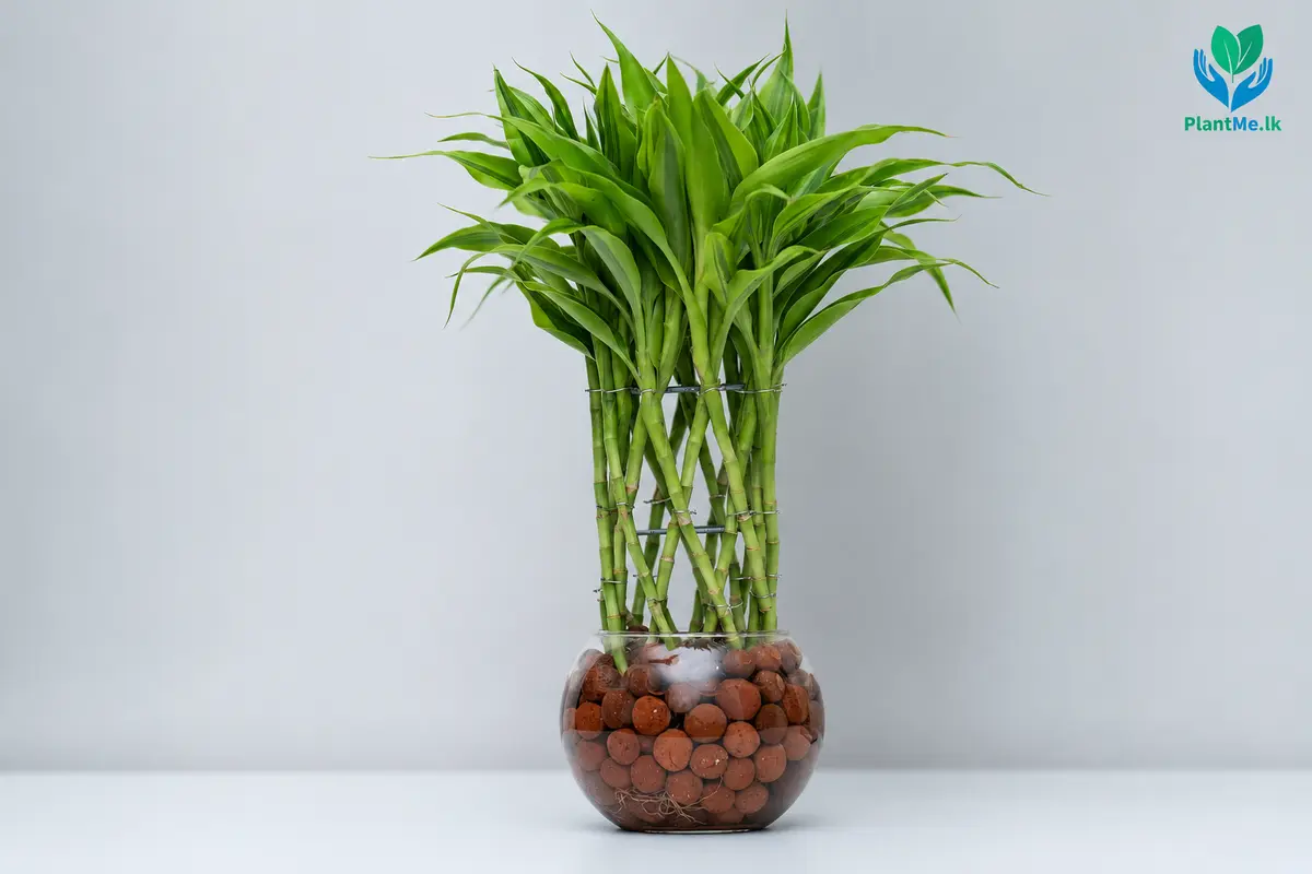 Healthy Lucky Bamboo stems roots and green leaves