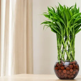 Lucky Bamboo Care with LECA Balls: Sri Lankan Guide