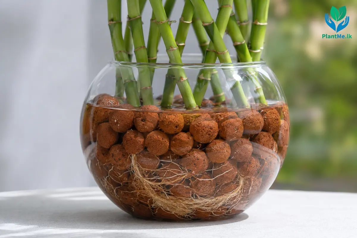 Visible water and healthy roots in a Lucky Bamboo LECA pot