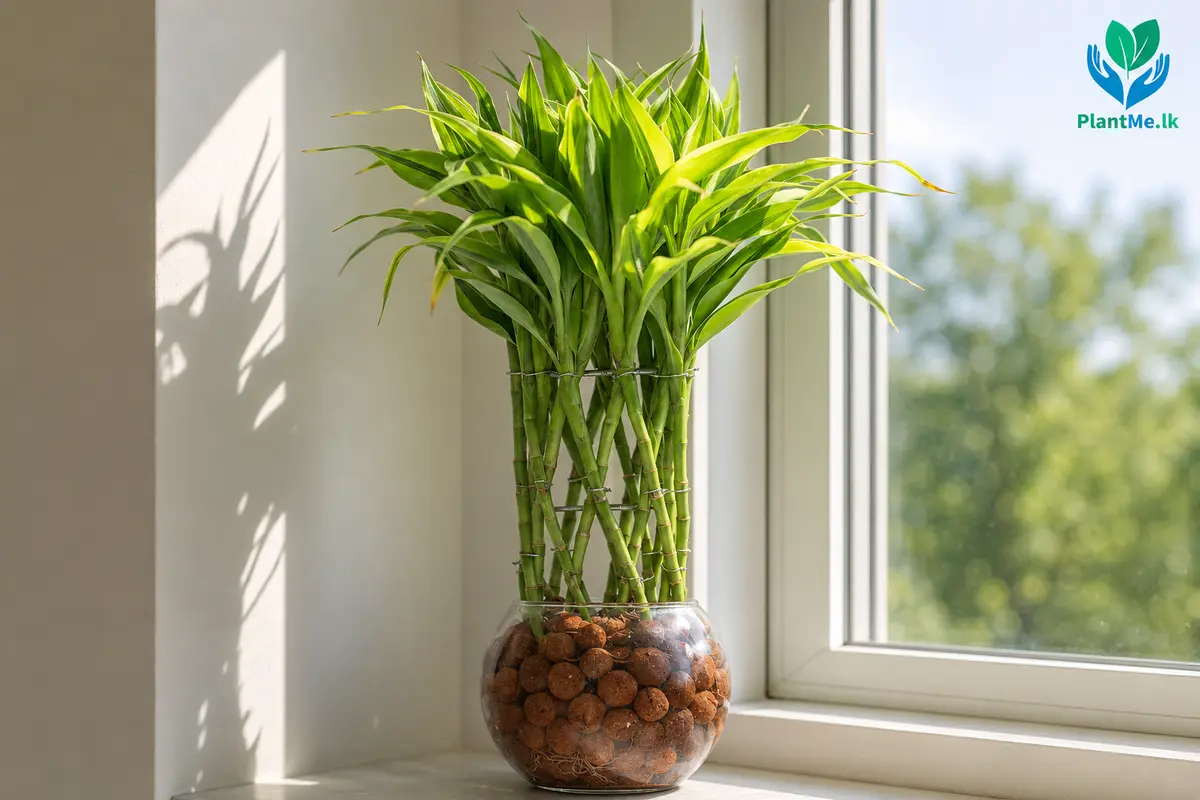 Lucky Bamboo placed too close to harsh direct sunlight
