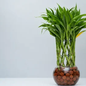 Why Is My Lucky Bamboo Turning Yellow?