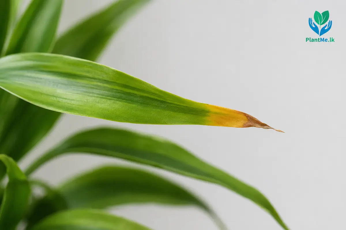 Close-up of a Lucky Bamboo leaf with a yellow-brown tip