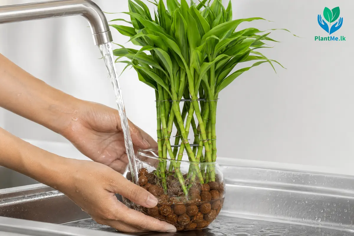 Clean water being refreshed around Lucky Bamboo roots and LECA