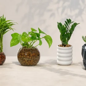 Corporate Plant Gift Ideas for Sri Lankan Businesses