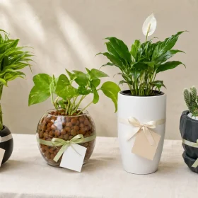 How to Choose Plant Gifts in Sri Lanka for Any Occasion