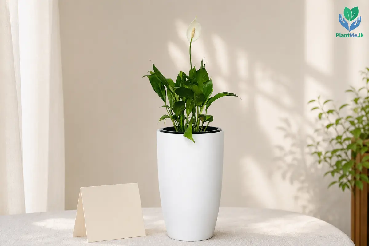 Tasteful PlantMe plant gift with a neutral sympathy card