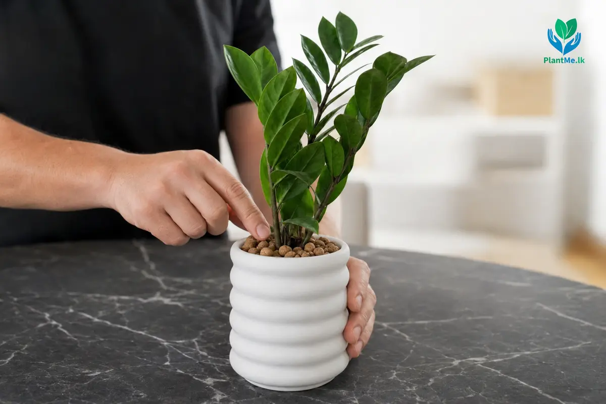 Checking a ZZ Plant before deciding whether to water