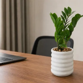 ZZ Plant Care Guide for Sri Lankan Homes and Offices