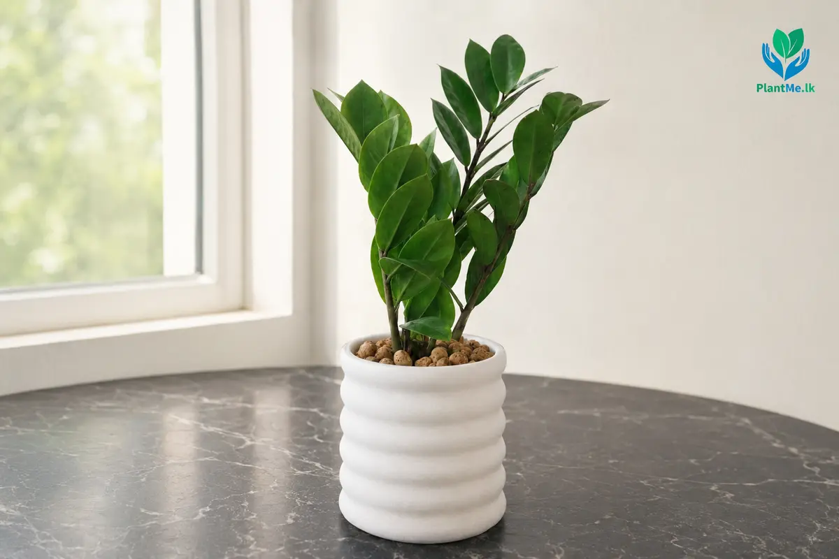 ZZ Plant positioned in bright indirect light