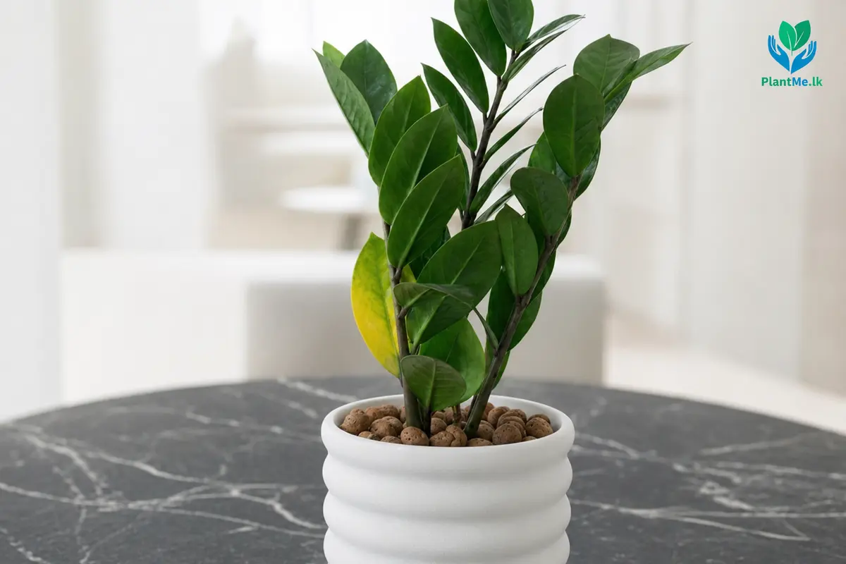 ZZ Plant with one believable yellowing leaf