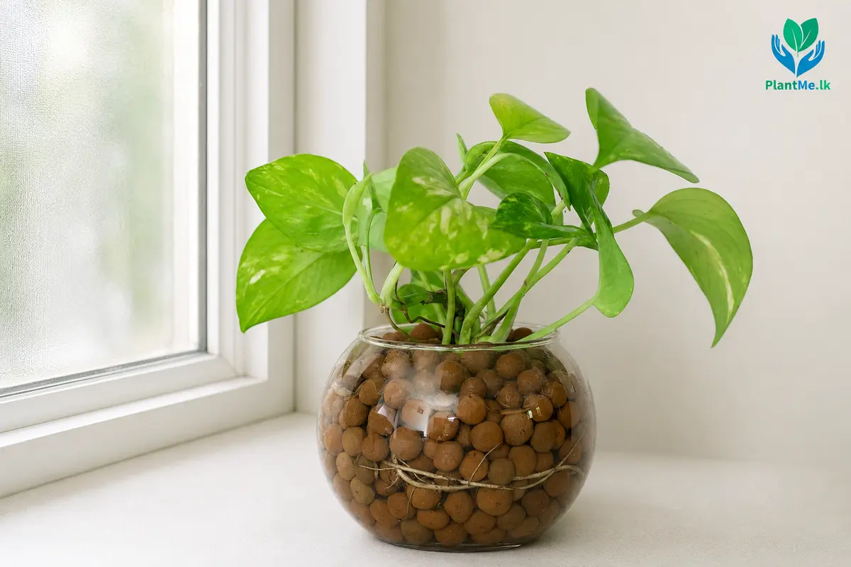 Pothos receiving bright indirect light near a window
