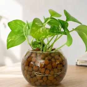 Pothos Care: Watering, Light, Pruning and Yellow Leaves