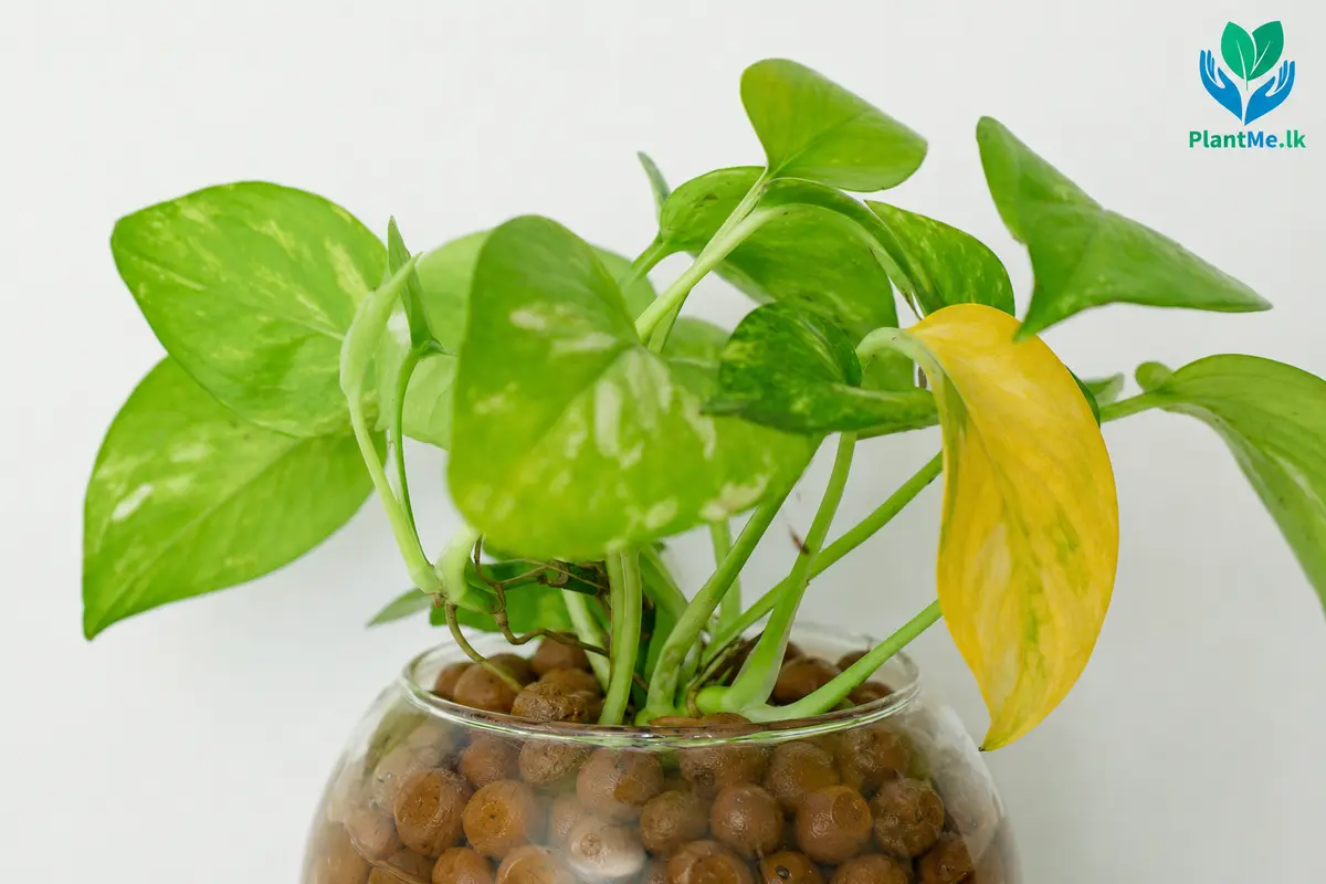 Pothos with one yellow leaf among healthy green leaves
