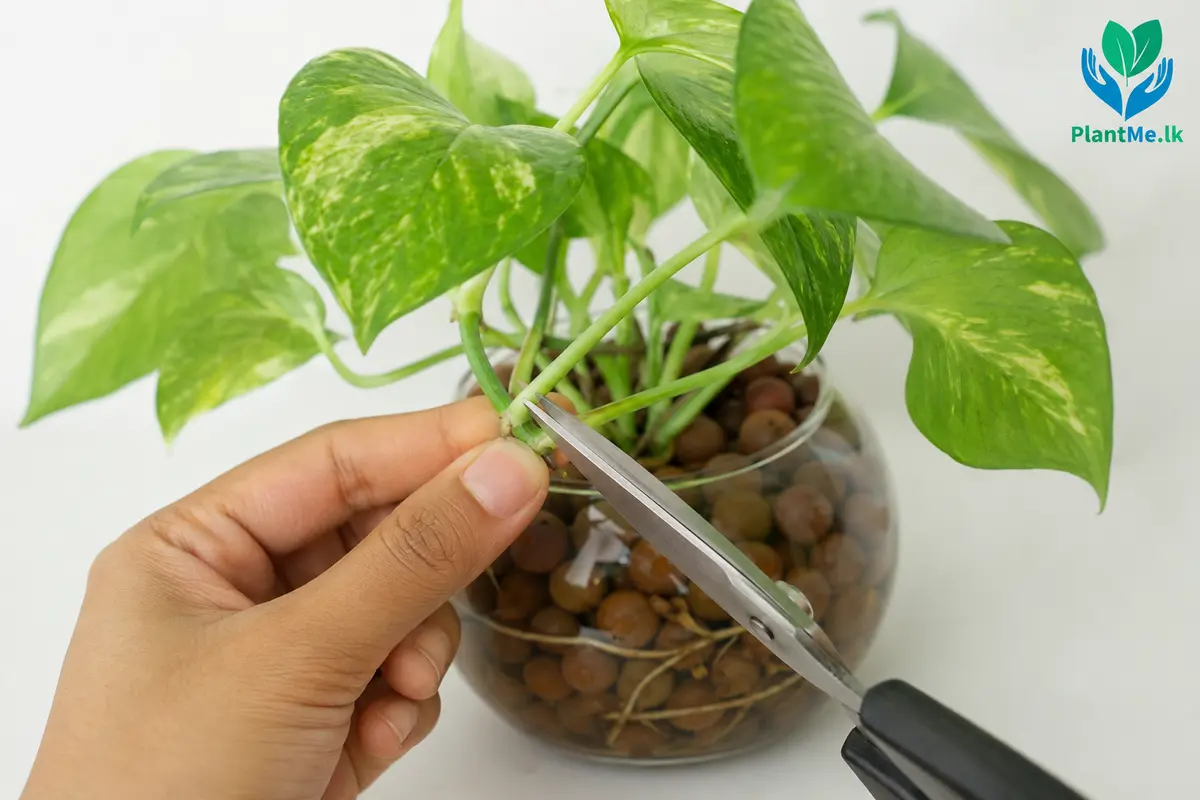 Pothos stem being pruned just below a node