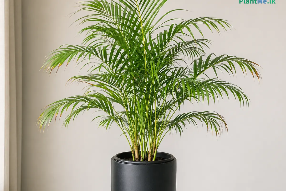 Areca Palm frond with realistic brown tips