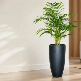 Areca Palm Care Indoors: Light, Water and Brown Tips