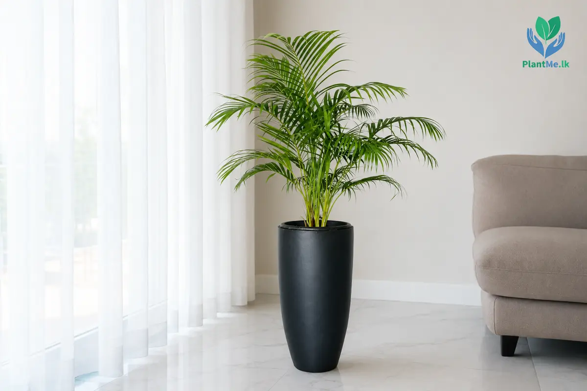 Areca Palm receiving bright indirect light near a window