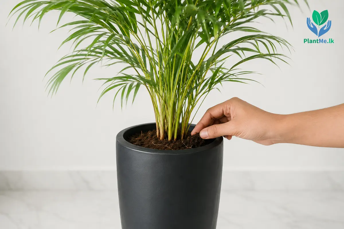 Checking Areca Palm potting mix before watering