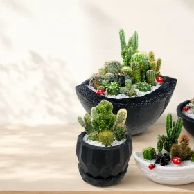 Cactus Care in Sri Lanka: Sun, Water and Pot Selection
