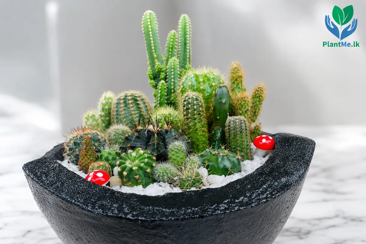 Cactus pot and well-draining growing medium shown clearly