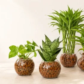 LECA Balls in Sri Lanka: A Beginner’s Guide