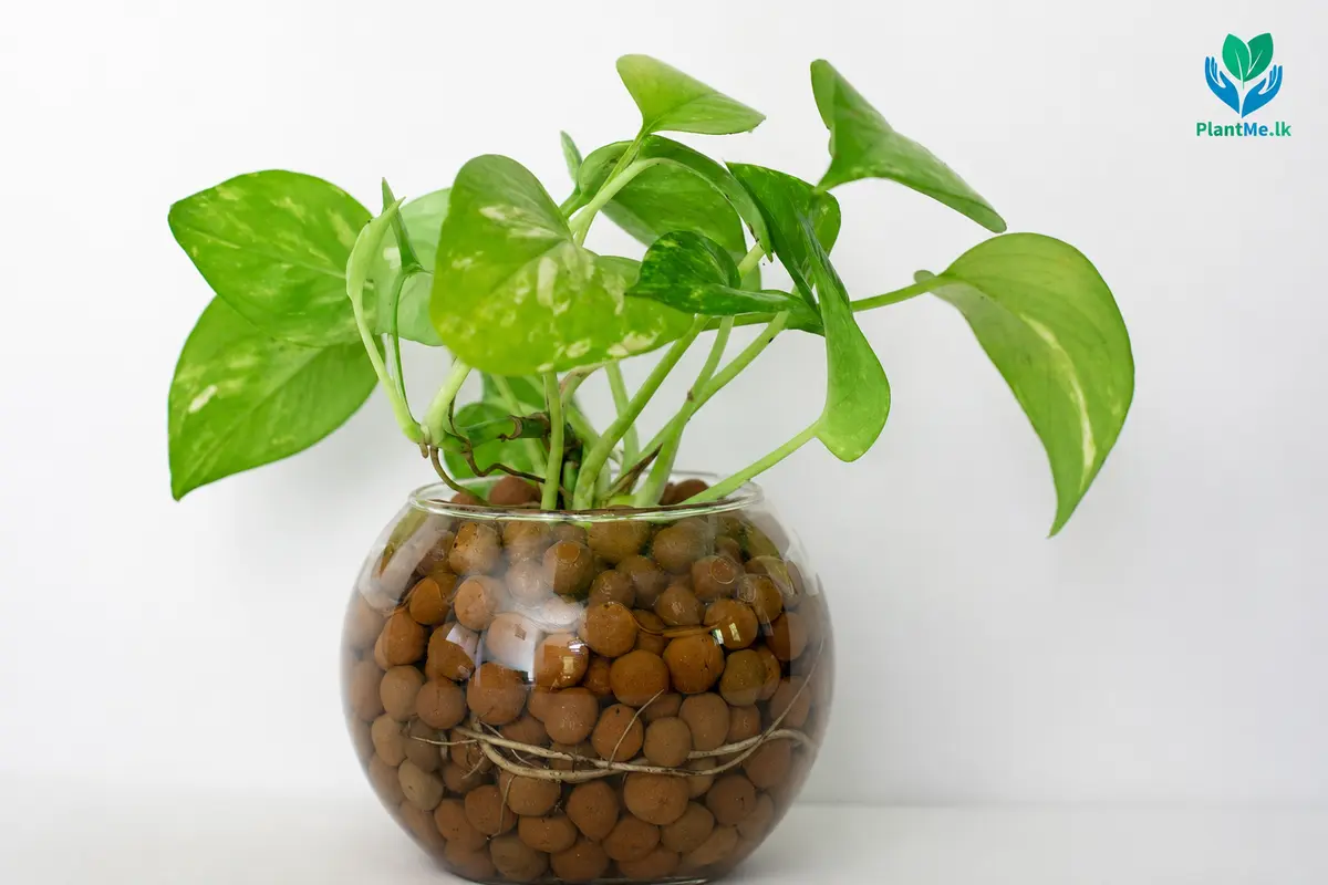 Healthy roots LECA and water visible through a glass plant pot