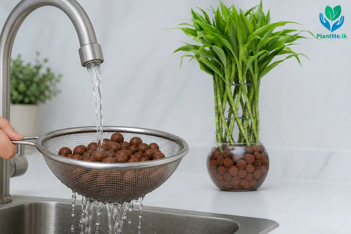Brown LECA balls being rinsed in clean water