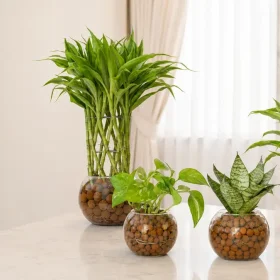 Best Indoor Plants to Grow in LECA