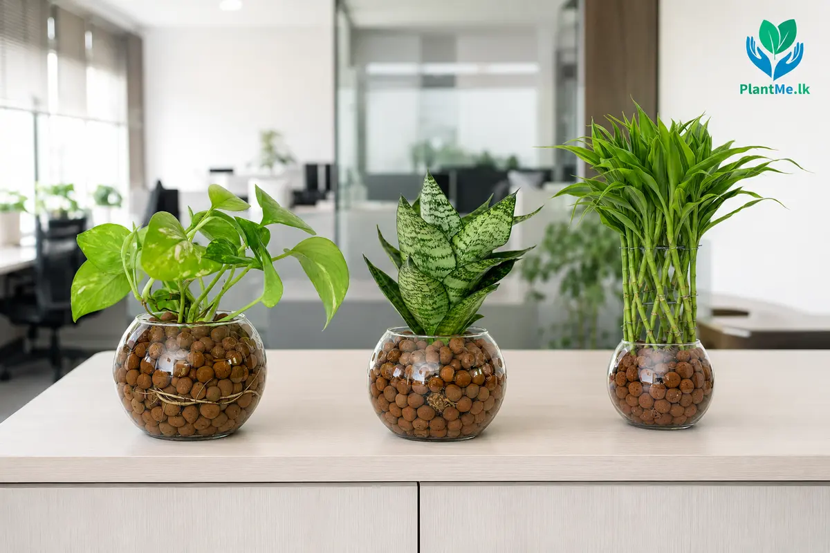 PlantMe LECA plants displayed on an office credenza