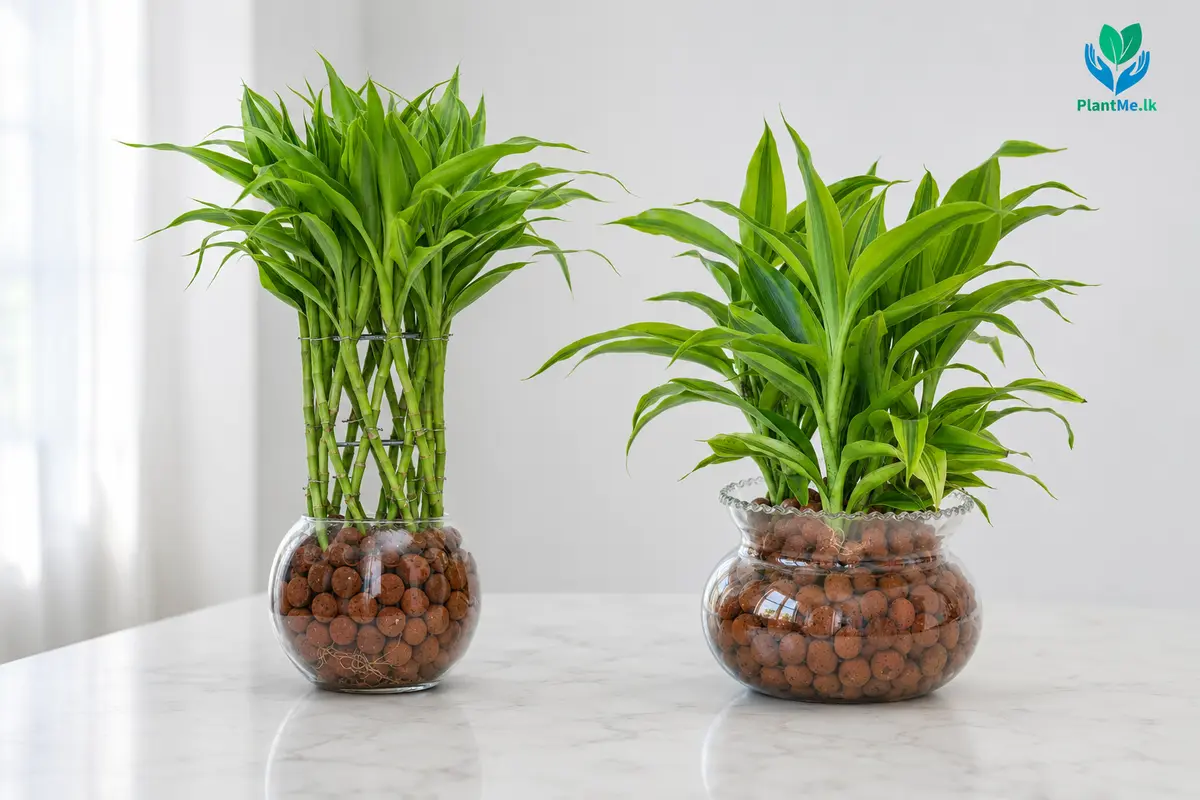 Lucky Bamboo and Sandriana in approved PlantMe LECA containers