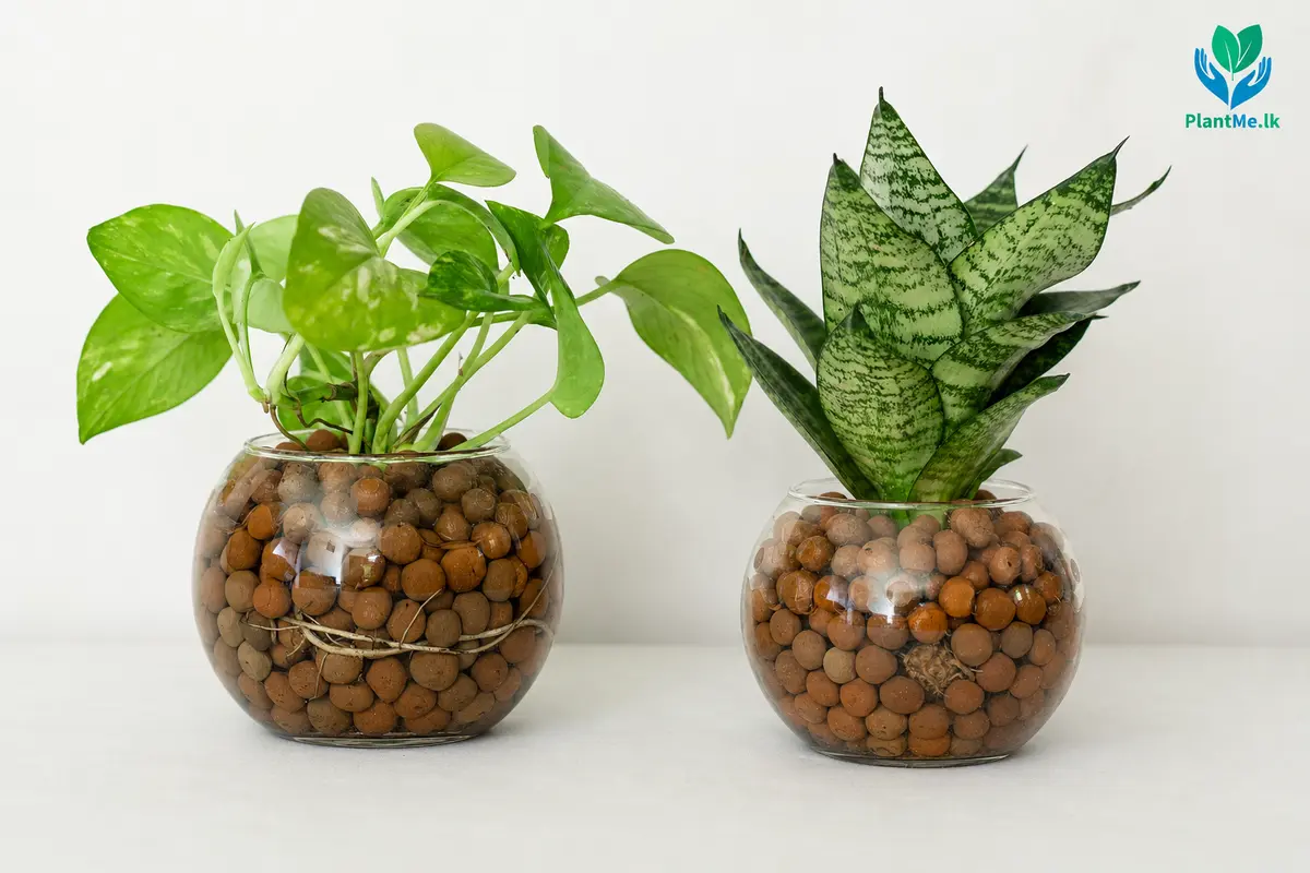 Pothos and Sansevieria in their exact PlantMe LECA bowls