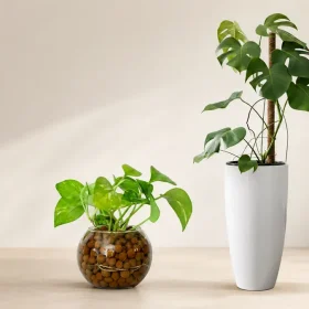 LECA vs Soil: Which Is Better for Indoor Plants?
