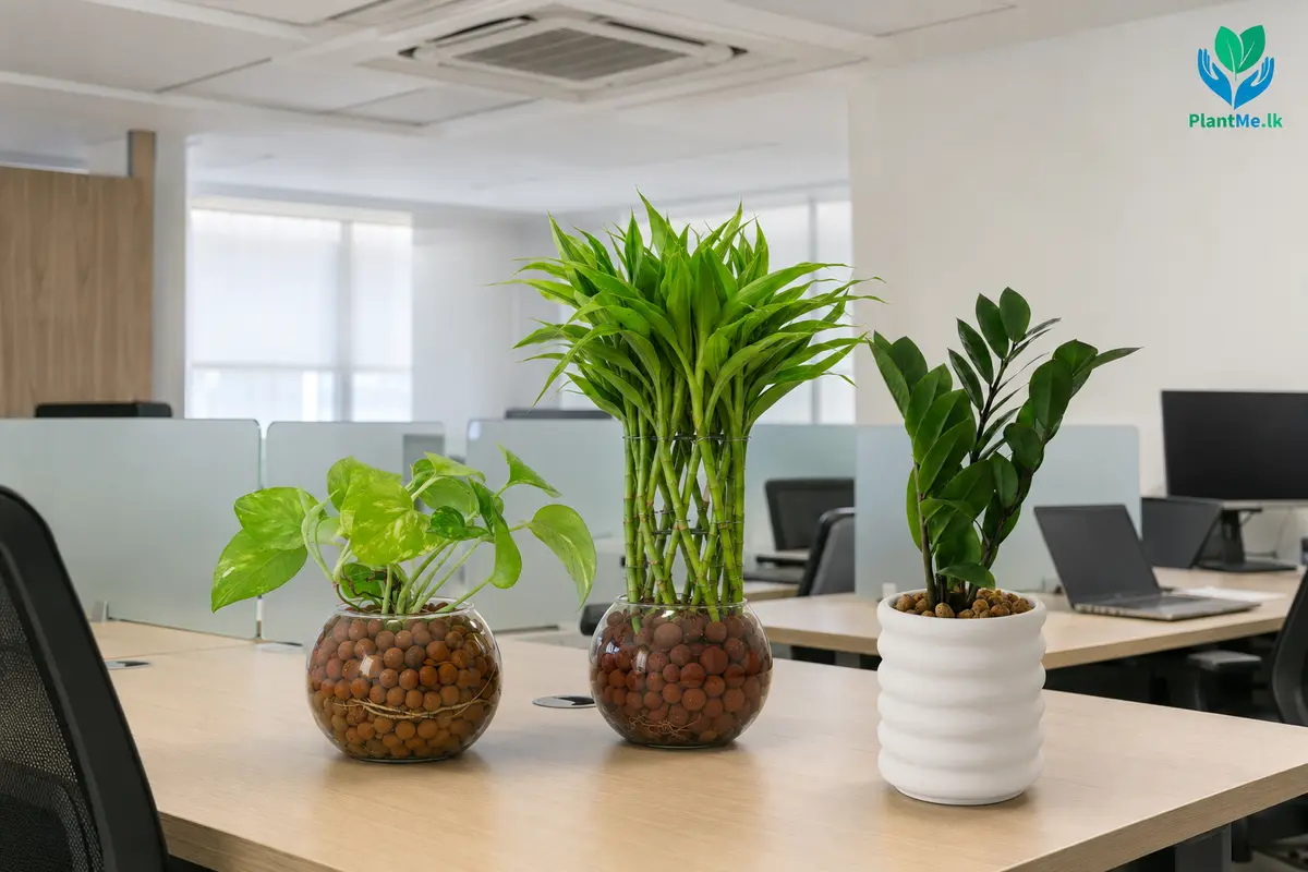Compact PlantMe desk plants in an air-conditioned office
