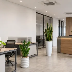 Best Plants for Air-Conditioned Offices in Sri Lanka