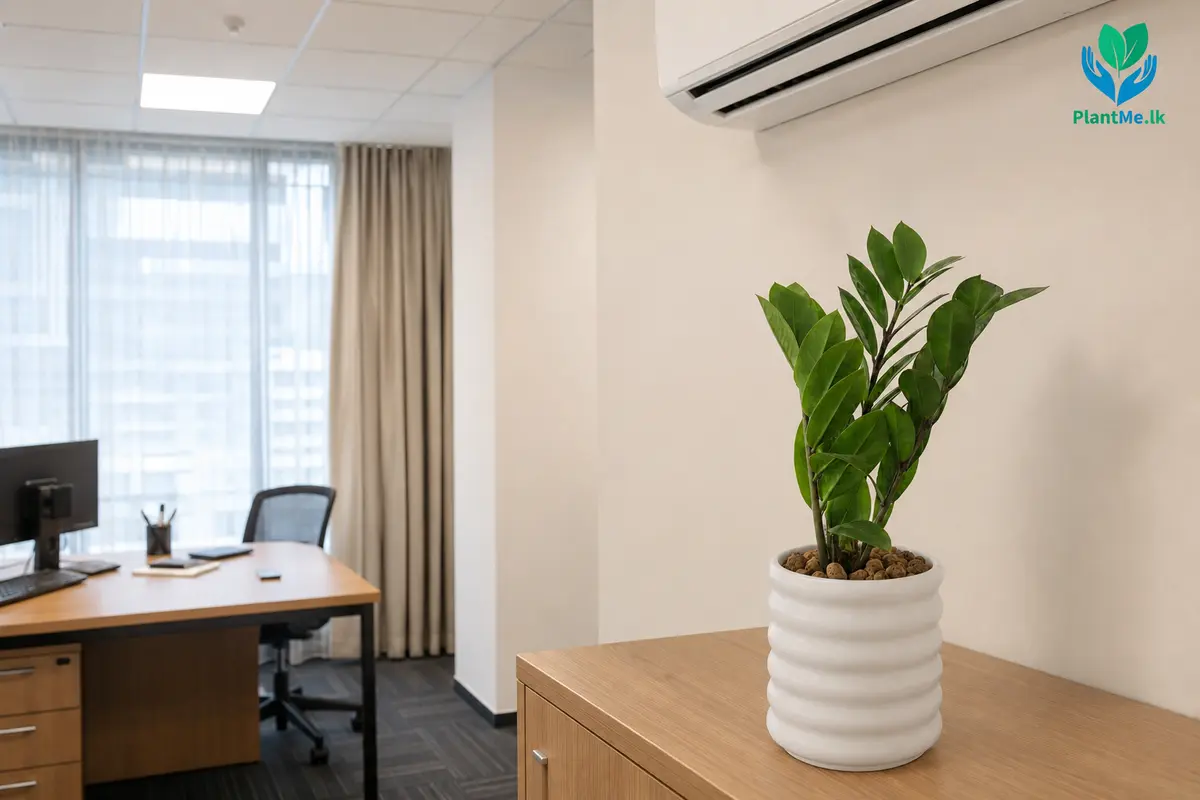 Office plant positioned away from direct air-conditioning airflow