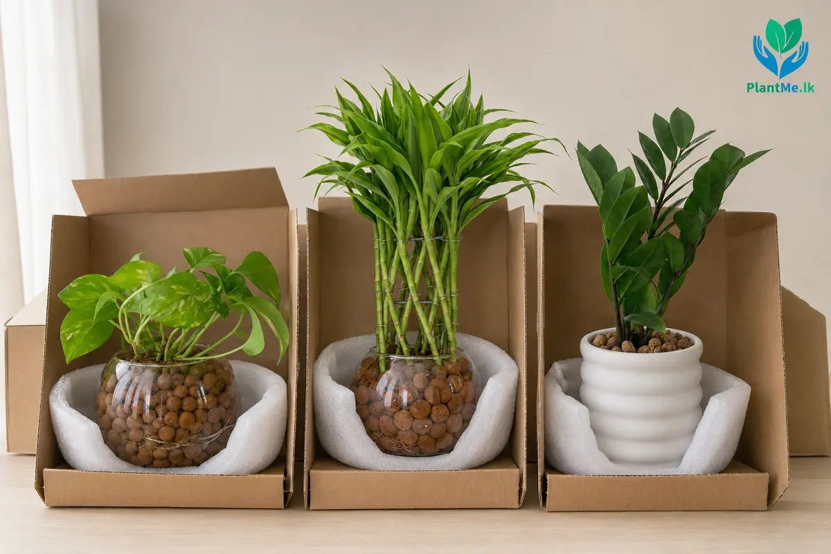 PlantMe table plants protected and secured for delivery