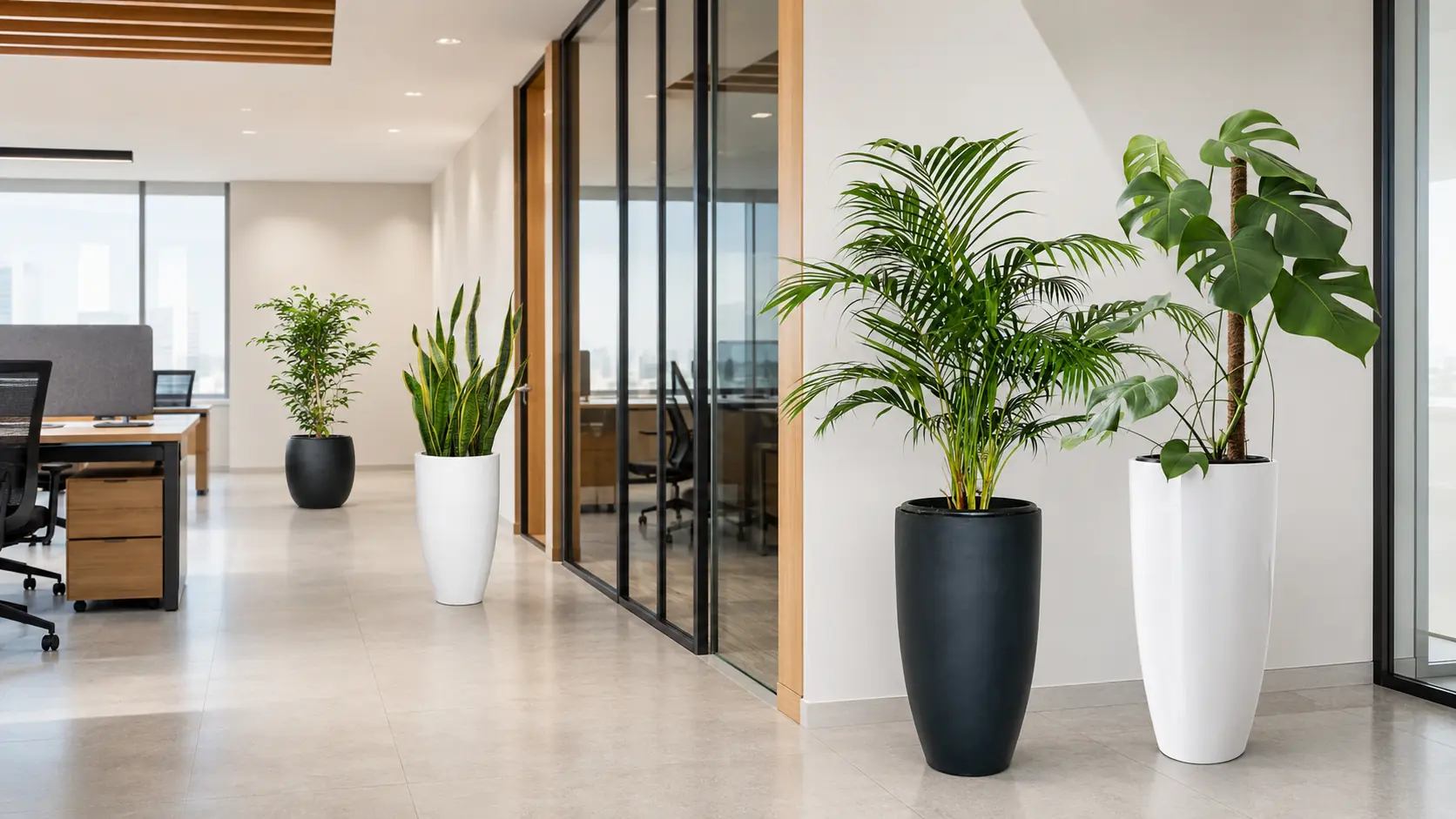 PlantMe office plants in black and white floor pots inside a modern Sri Lankan workplace