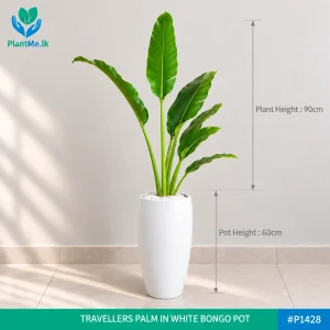 Travellers Palm in Premium Pots