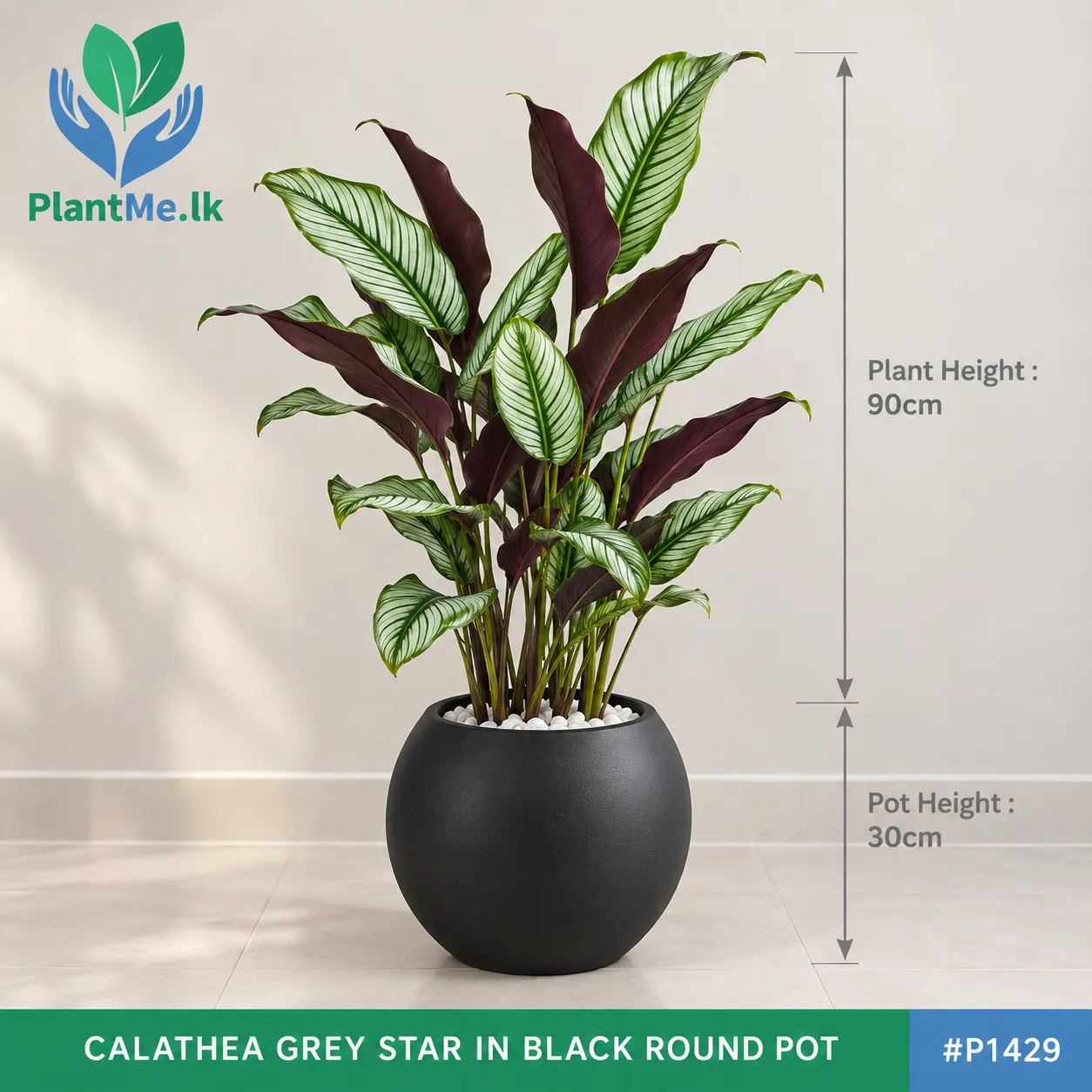 Calathea Grey Star in Premium Pots - Image 2