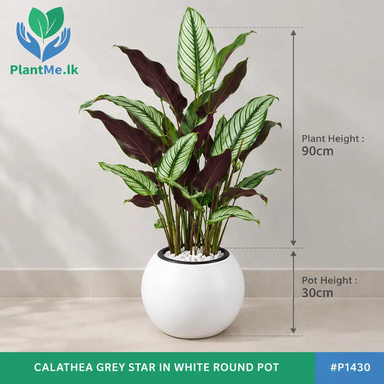 Calathea Grey Star in Premium Pots - Image 3